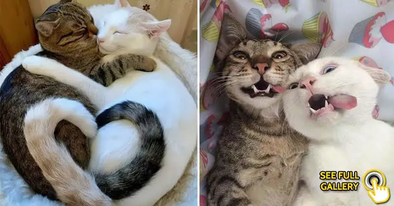 25 Funny Photos Showing Why Two Cats Are Better Than One - Bouncy Mustard