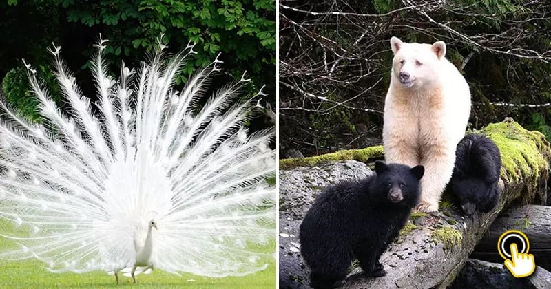 25 Gorgeous Albino Animals You've Probably Never Seen Before - Bouncy  Mustard