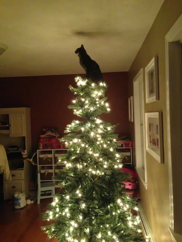 christmas tree made out of black cats