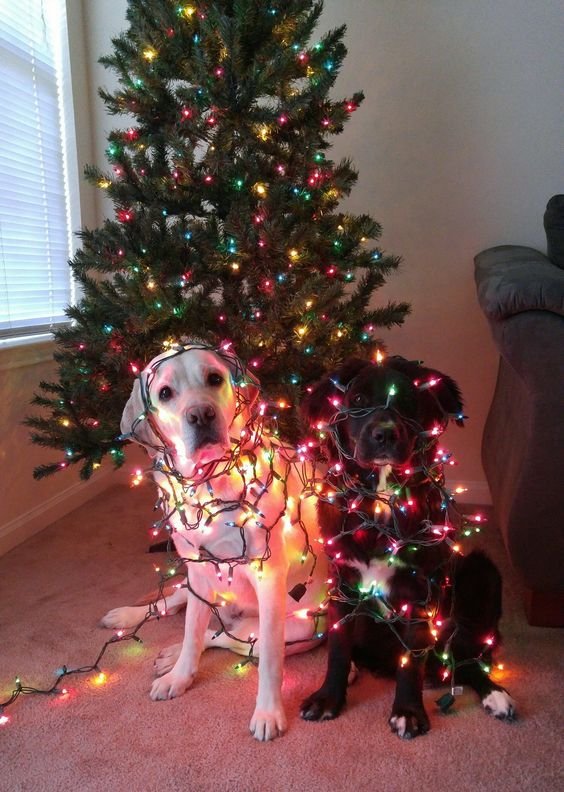 dogs wears funny Christmas outfit lights
