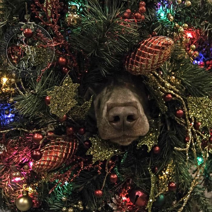 dog hides in Christmas tree