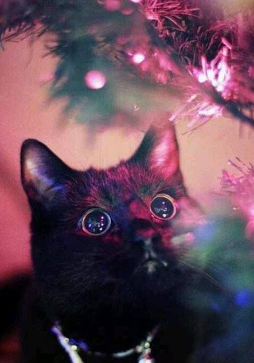cute cat loves Christmas tree lights