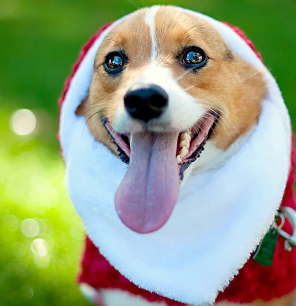 Funny dog wears funny Christmas outfit