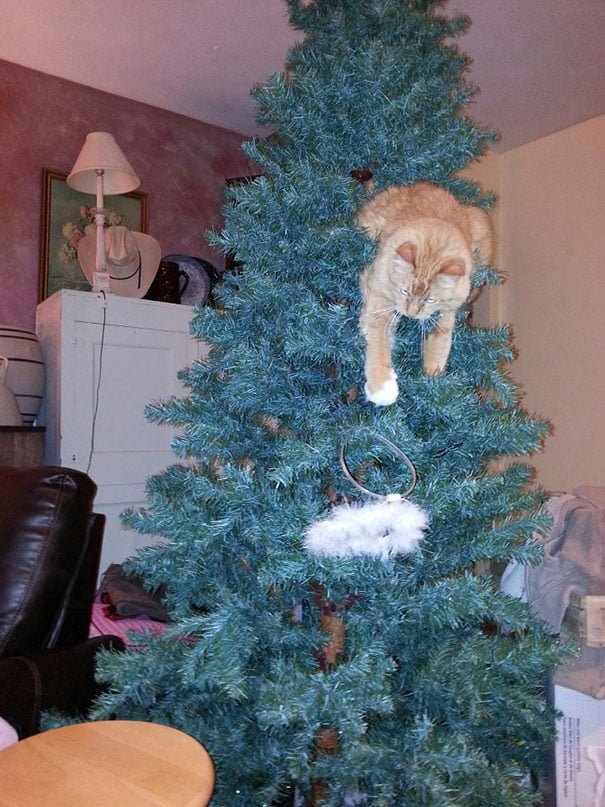 funny cat hides in the Christmas tree
