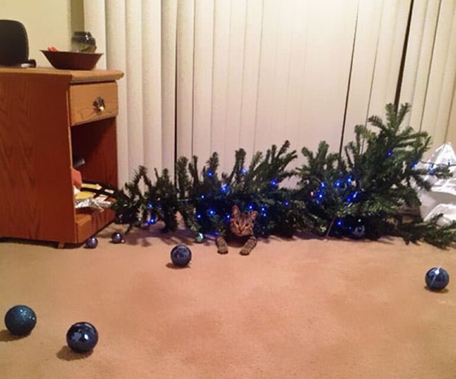 funny cat attacked the Christmas tree