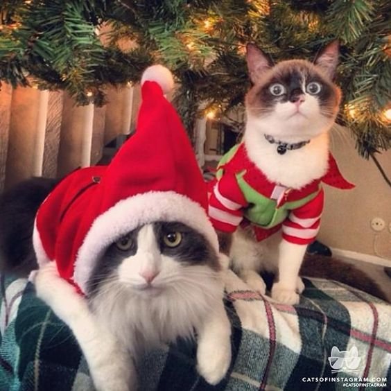 cats wear funny Christmas outfit