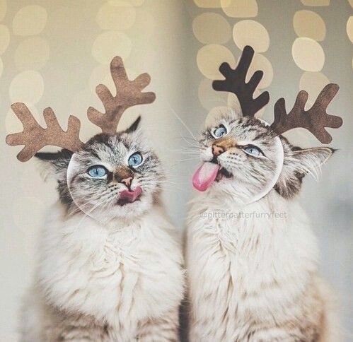 silly cats wears funny Christmas outfit