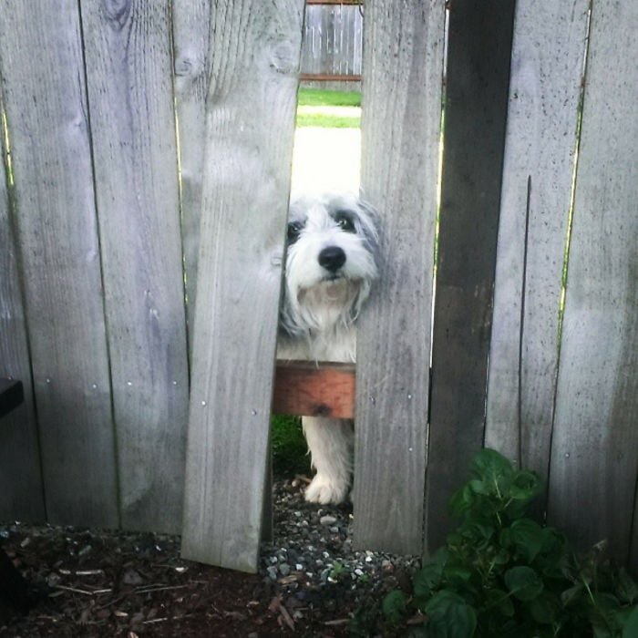 funny dog wants to say hi