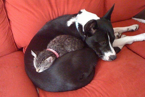 cute cat and dog cuddling