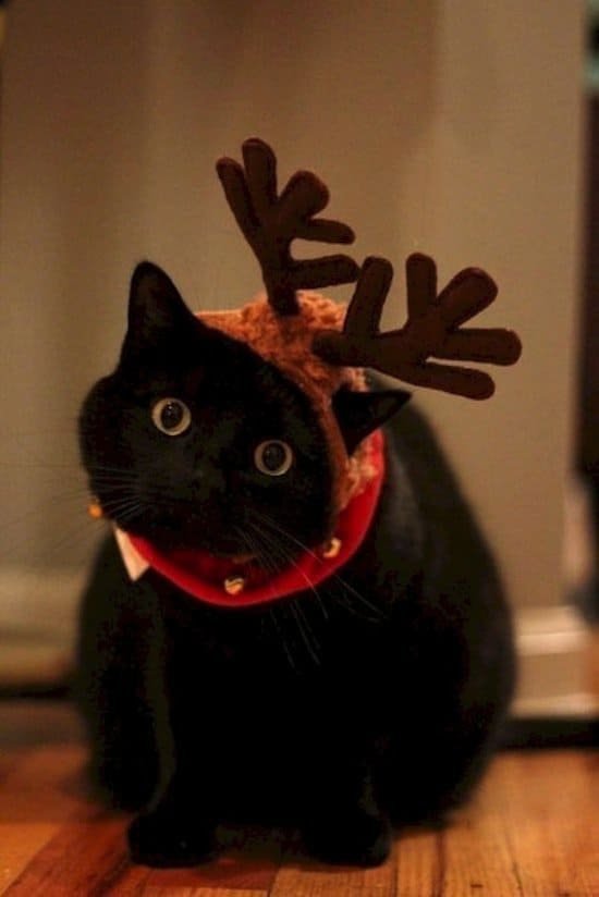 cat wears funny Christmas outfit