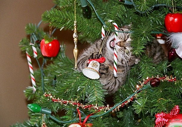 funny cat hides in the Christmas tree