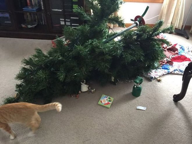funny cat attacked the Christmas tree