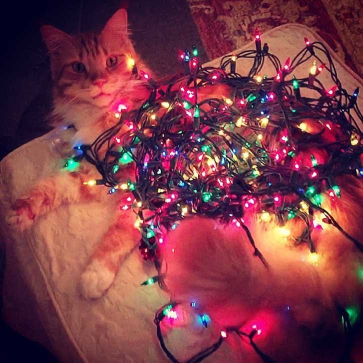 cat wears funny Christmas lights