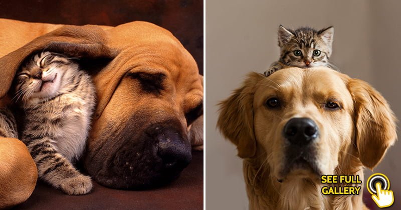 cute cats and dogs cuddling