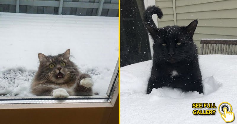 funny cat hates snow