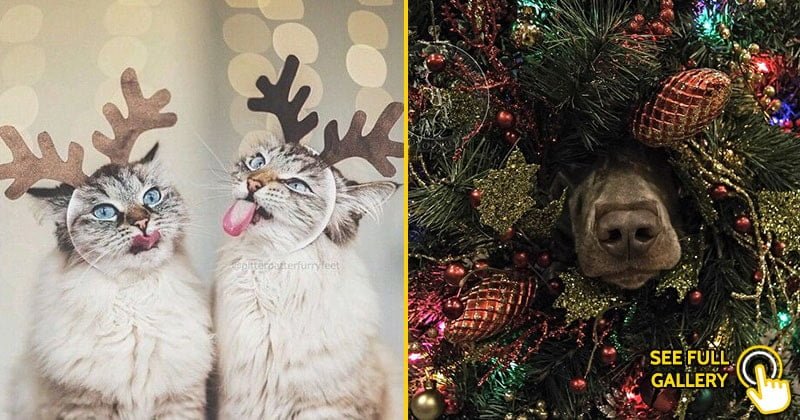 funny animals wear Christmas outfits
