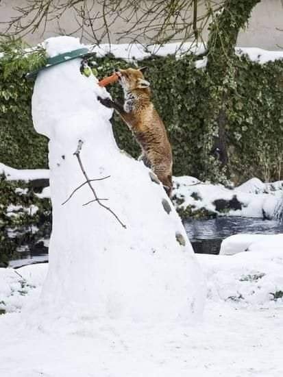 funny animals play in the snow