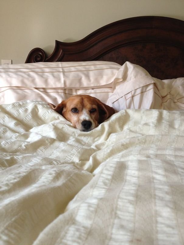 sleepy dog cozy tucked in bed