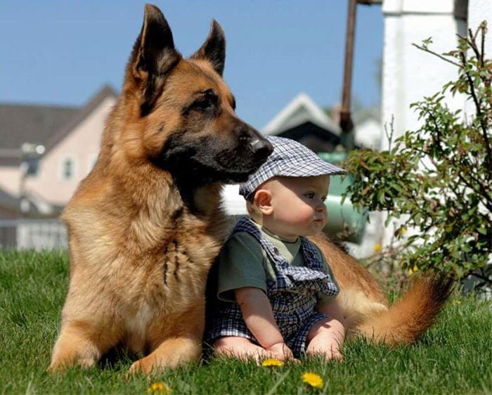 adorable child and dog love