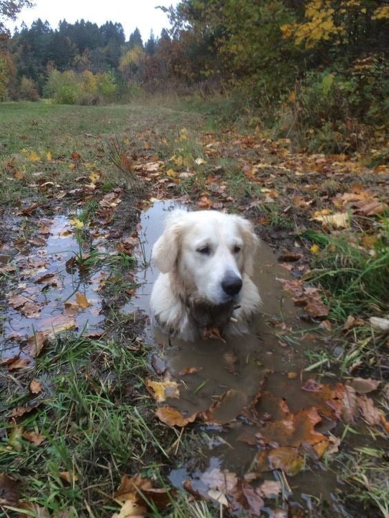 dirty dog plays in mud funny mess