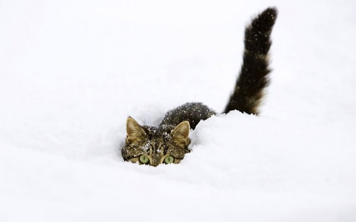 funny animals play in the snow