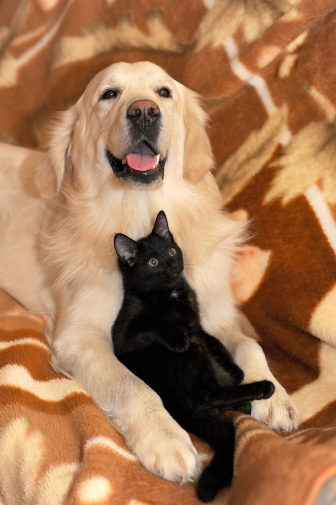 adorable cat and dog best friends photo