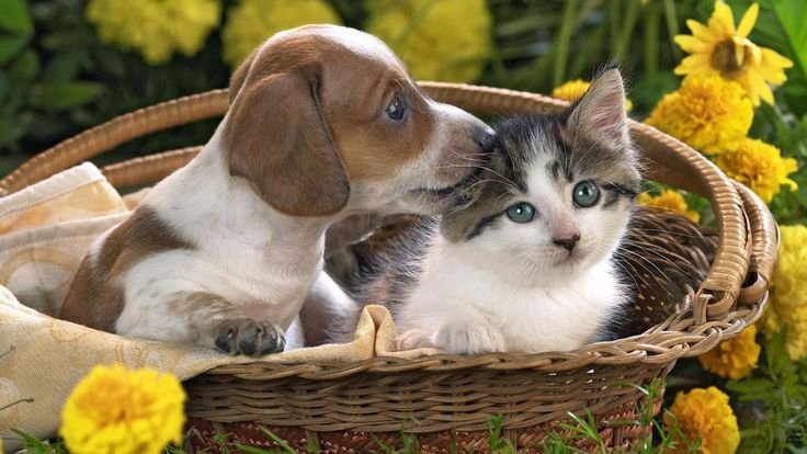 adorable cat and dog best friends photo