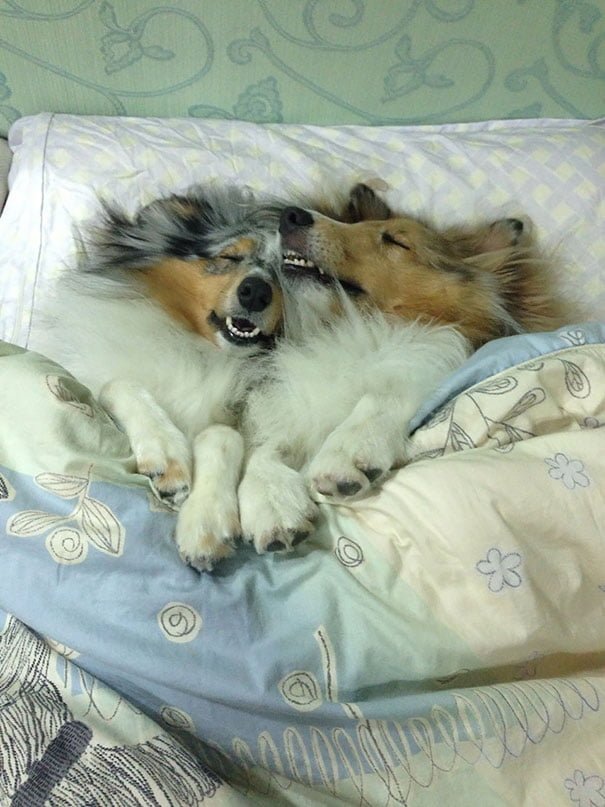 sleepy dog cozy tucked in bed