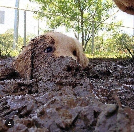 dirty dog plays in mud funny mess