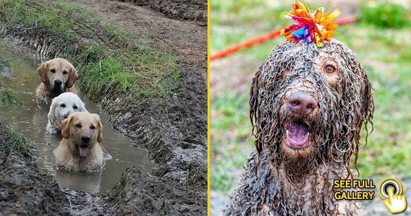 25 Funny Photos Of Dogs Playing In Mud - Bouncy Mustard
