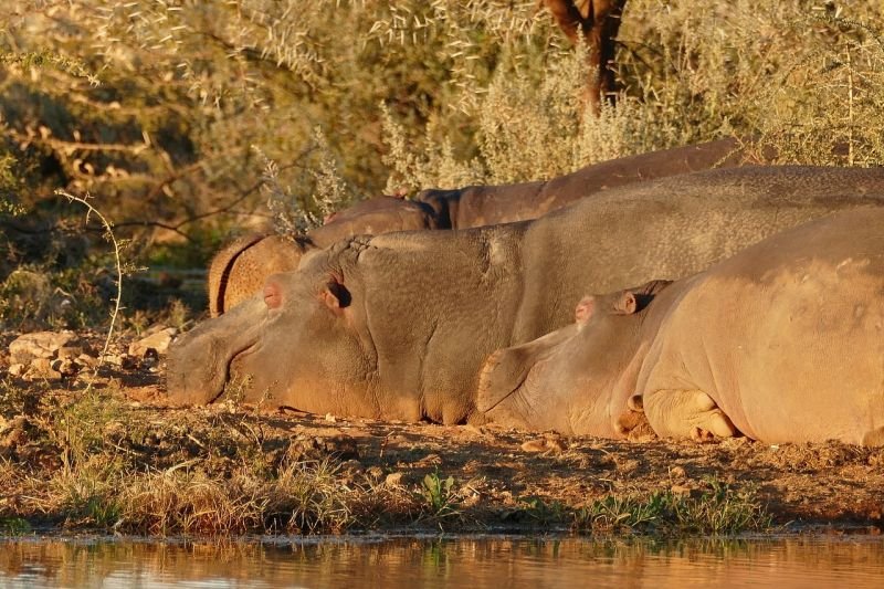 how hippos sleep