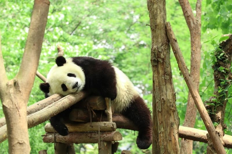 how pandas sleep