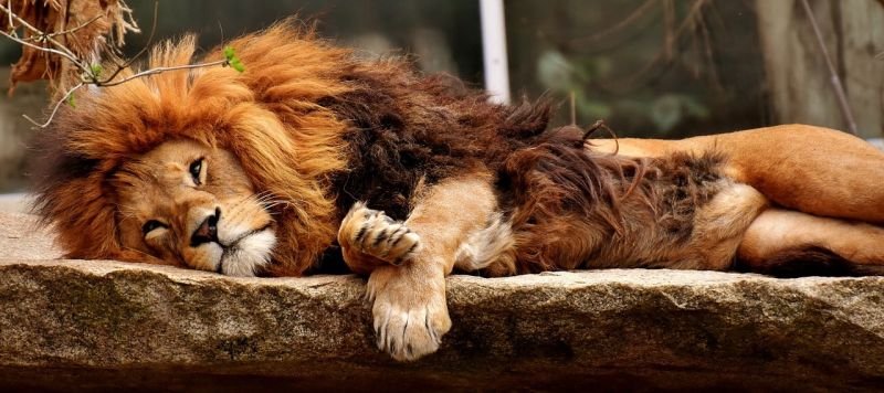 how lions sleep