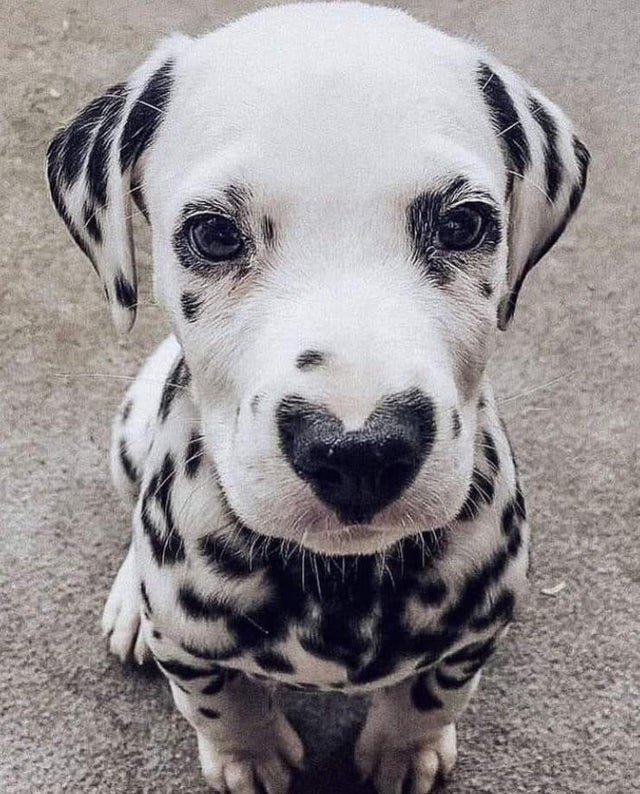 dog with heart fur pattern