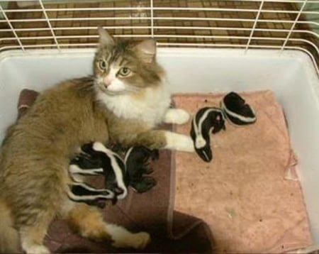 Cat adopts baby skunks