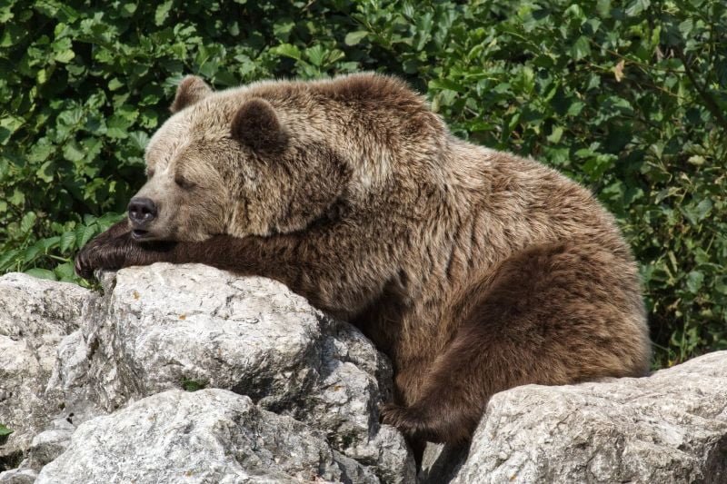 how bears sleep