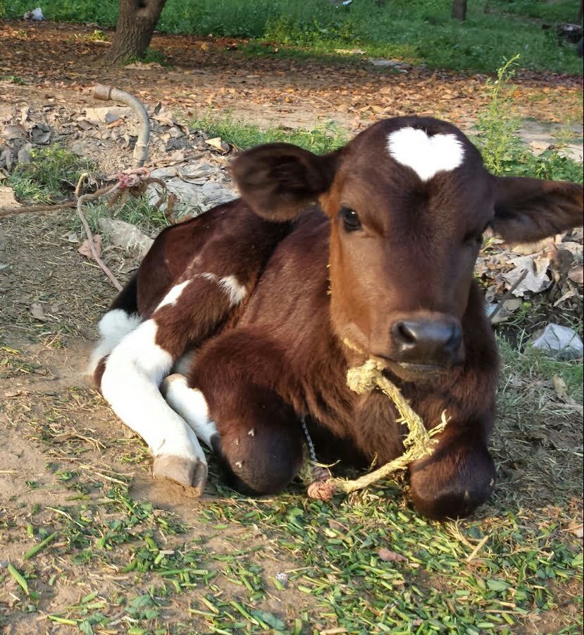 cow with heart fur pattern