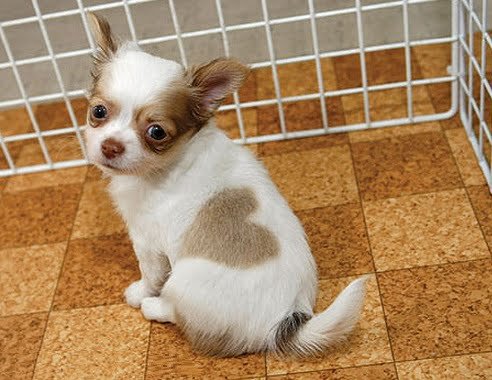 chihuahua with heart fur pattern