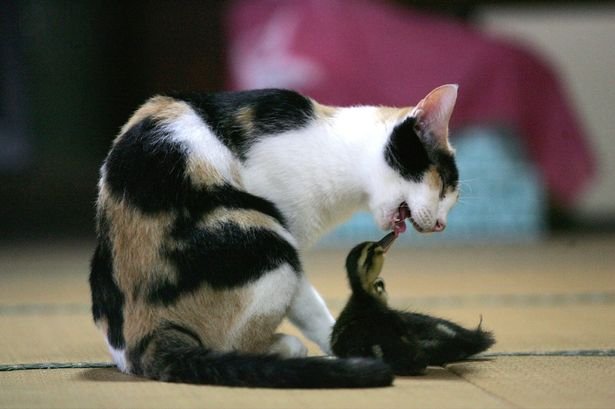 cat adopts duckling