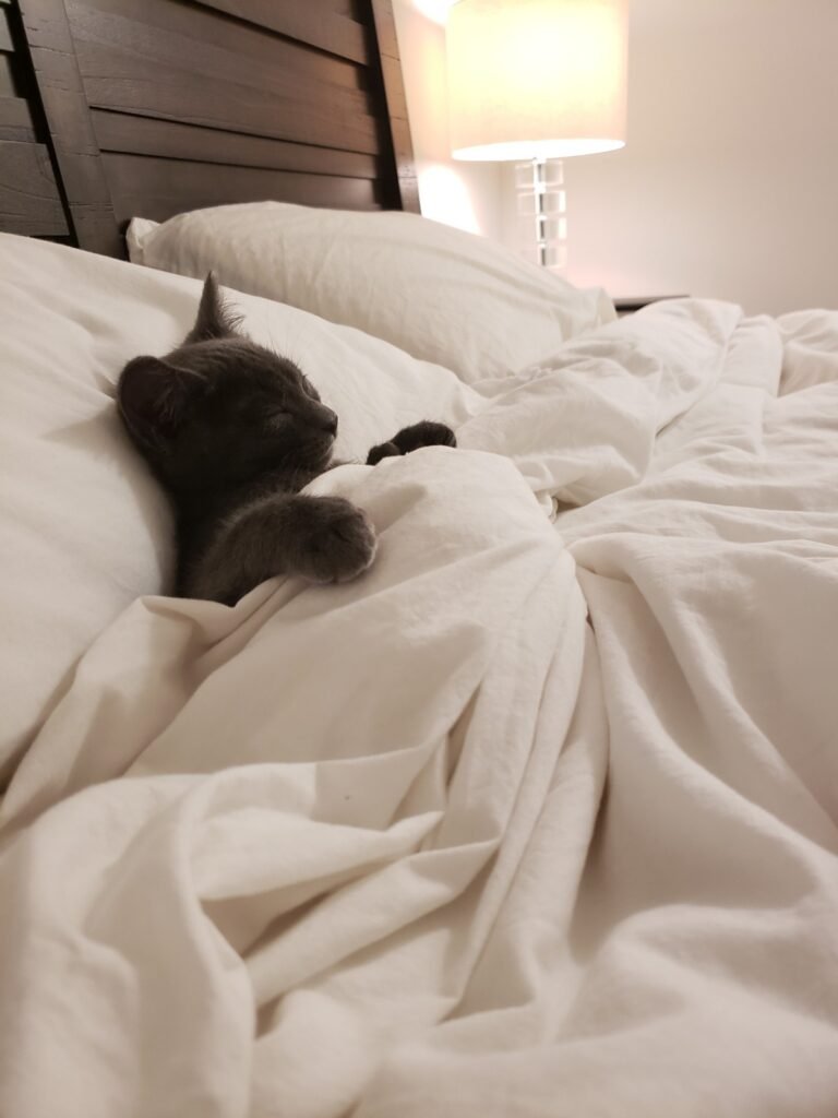 funny cat sleeping in bed