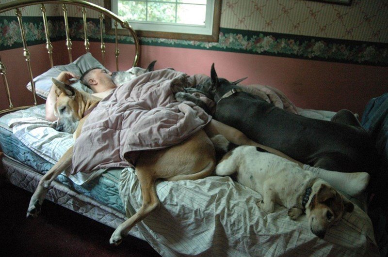 funny dogs sleeping in bed