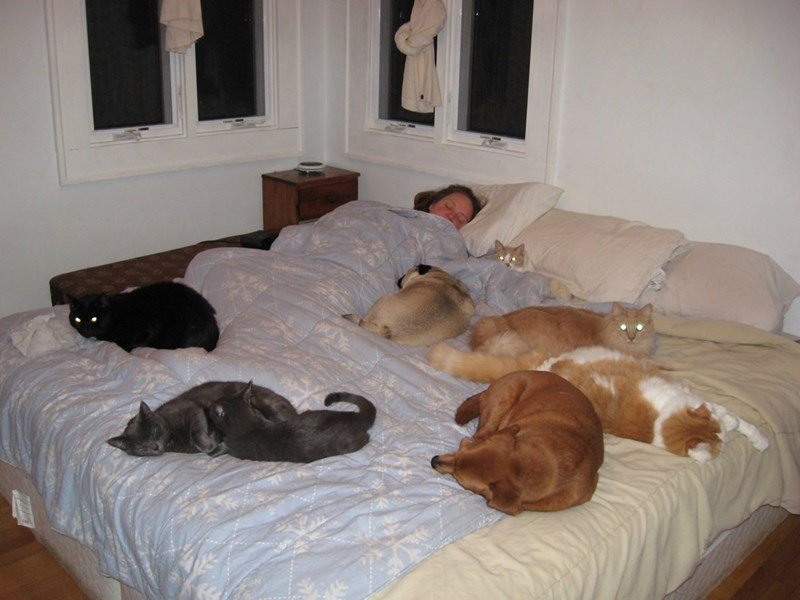 funny pets sleeping in bed