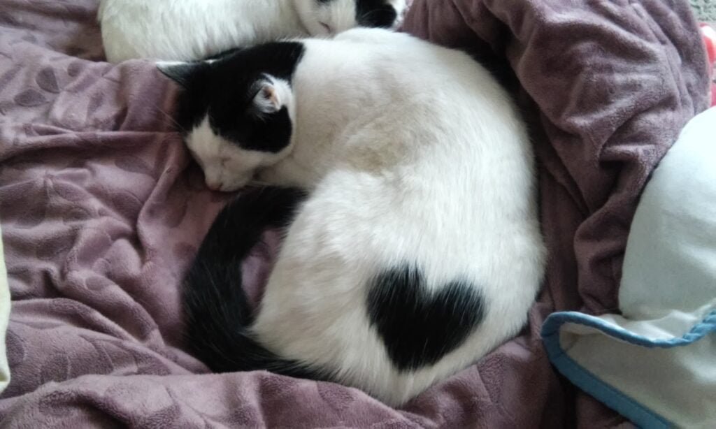 cat with heart fur pattern