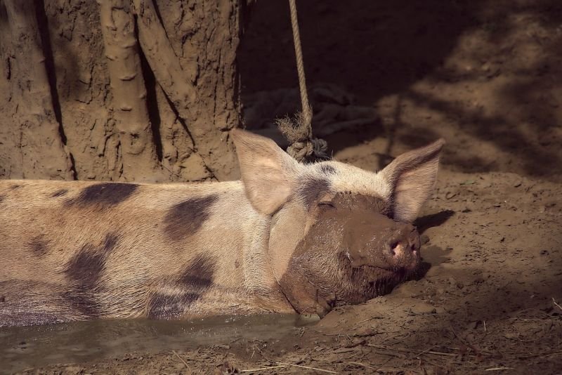 how pigs sleep