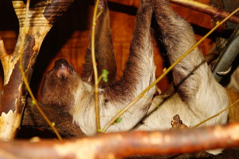 how sloths sleep