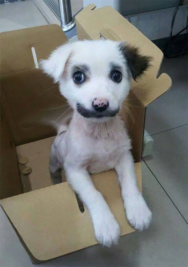 dog with unique fur markings mustache
