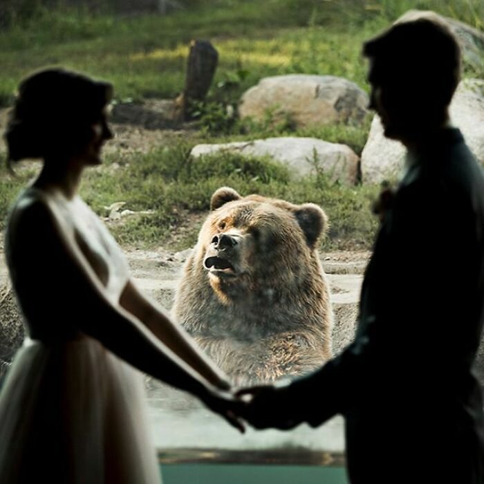 Funny wedding photo animal photobombs