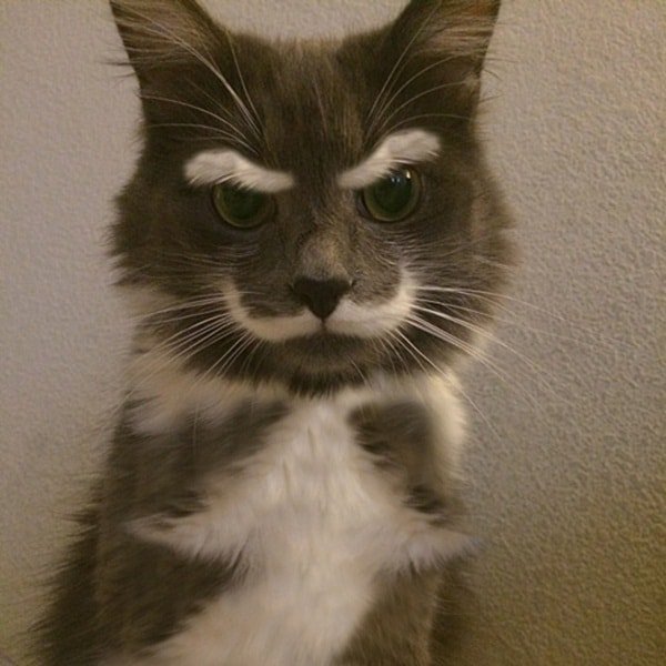 cat with unique fur markings mustache