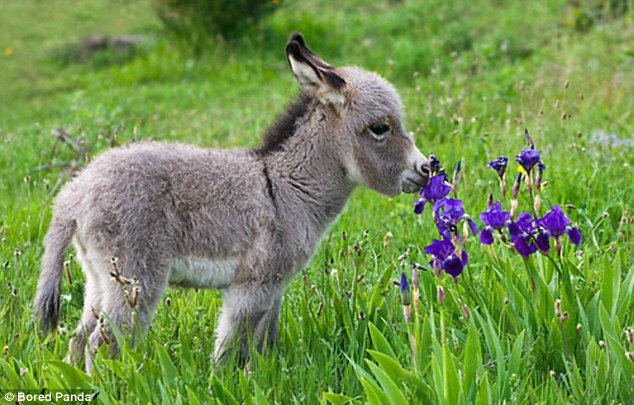 baby donkey sniffing flowers