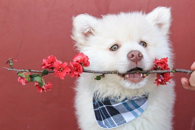 puppy with flower branch